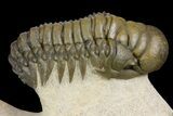 Crotalocephalina, Reedops & Leonaspis Trilobites - Atchana, Morocco #139518-4